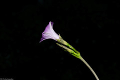 Ipomoea × leucantha