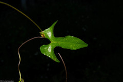 Ipomoea × leucantha