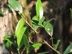 Tricalysia sonderiana