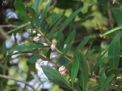 Tricalysia sonderiana