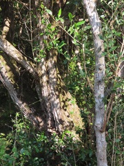 Tricalysia sonderiana
