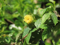 Gossypioides kirkii