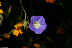 Ipomoea aristolochiifolia