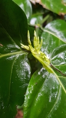 Oxyanthus pyriformis