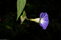 Ipomoea aristolochiifolia