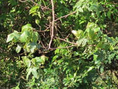 Gossypioides kirkii