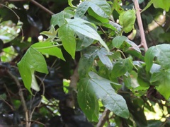 Gossypioides kirkii