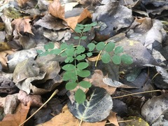Robinia pseudoacacia