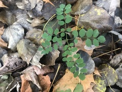 Robinia pseudoacacia