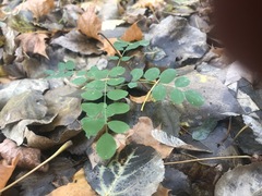 Robinia pseudoacacia