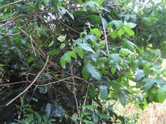Gossypioides kirkii