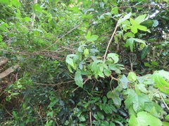 Gossypioides kirkii