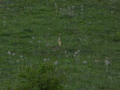 Spermophilus citellus