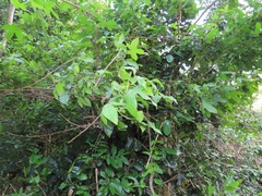 Gossypioides kirkii