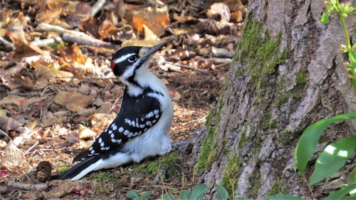 Hairy Woodpecker, photo 9 of 10