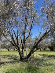 Eucalyptus coolabah