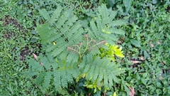 Cenostigma pluviosum