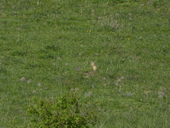 Spermophilus citellus