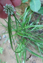 Cyperus dubius