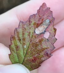 Phyllonorycter viburnella