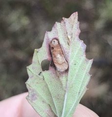 Phyllonorycter viburnella