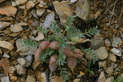 Oxytropis ampullata