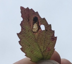 Phyllonorycter viburnella