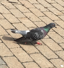 Columba livia