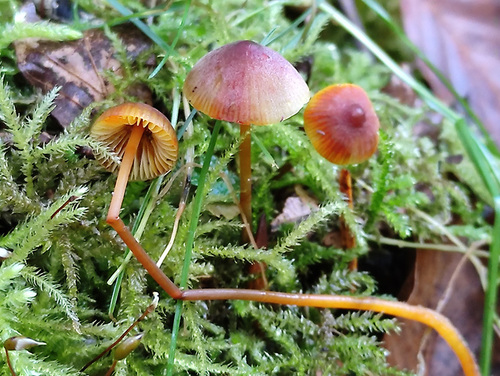 saffrondrop bonnet