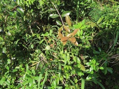 Ancylobothrys petersiana