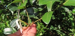 Ancylobothrys petersiana