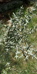Colletia paradoxa