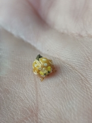 Halyzia sedecimguttata