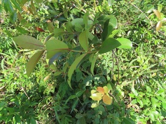 Ancylobothrys petersiana