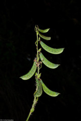 Phaseolus leptostachyus