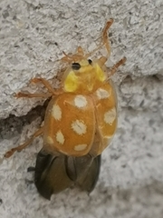 Halyzia sedecimguttata