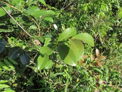Ancylobothrys petersiana