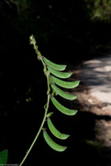 Phaseolus leptostachyus