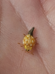 Halyzia sedecimguttata