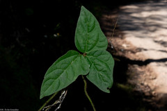 Phaseolus leptostachyus