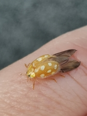 Halyzia sedecimguttata