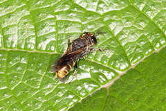 Parataruma