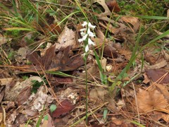 Spiranthes niklasii