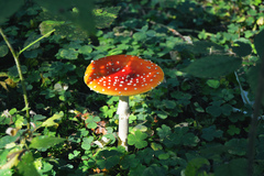 Amanita muscaria