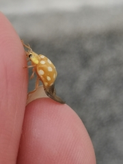 Halyzia sedecimguttata