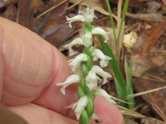 Spiranthes niklasii