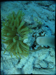 Periclimenes yucatanicus