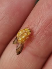 Halyzia sedecimguttata