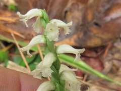 Spiranthes niklasii