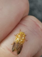 Halyzia sedecimguttata